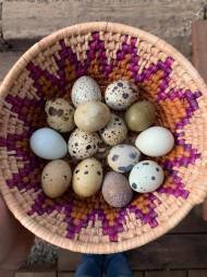 Eggs in a basket!
