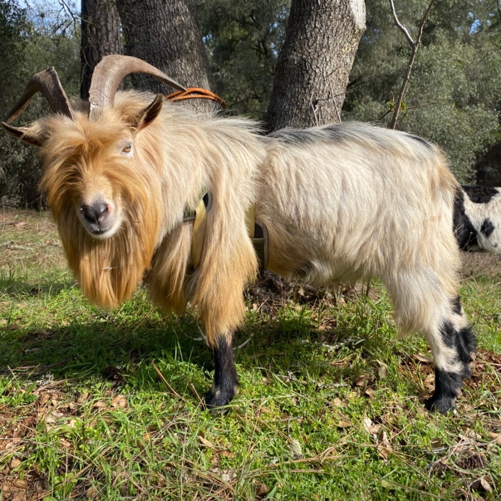 Are Boy Goats Smelly?